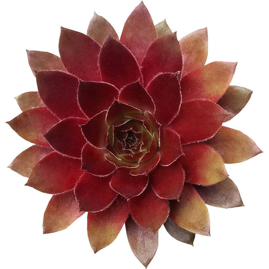 Sempervivum Red Lion - 2/4 inch Succulent Plant