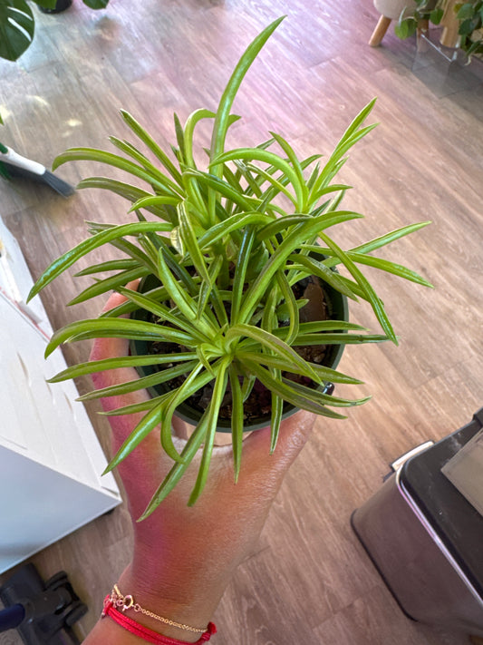 Peperomia Nevada “happy bean”