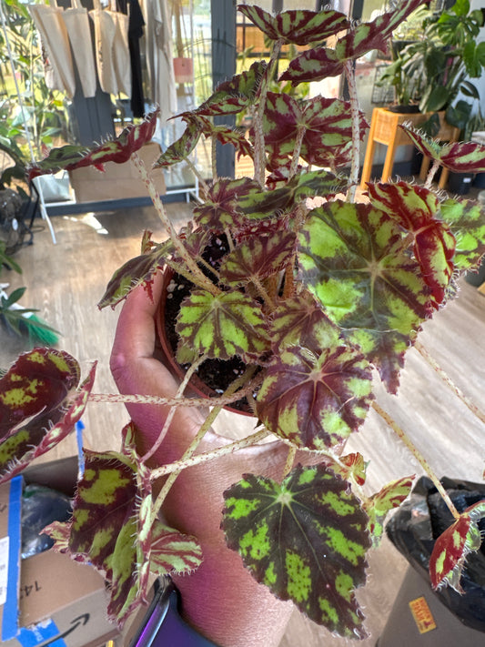Begonia bowerae 'Tiger Paws'