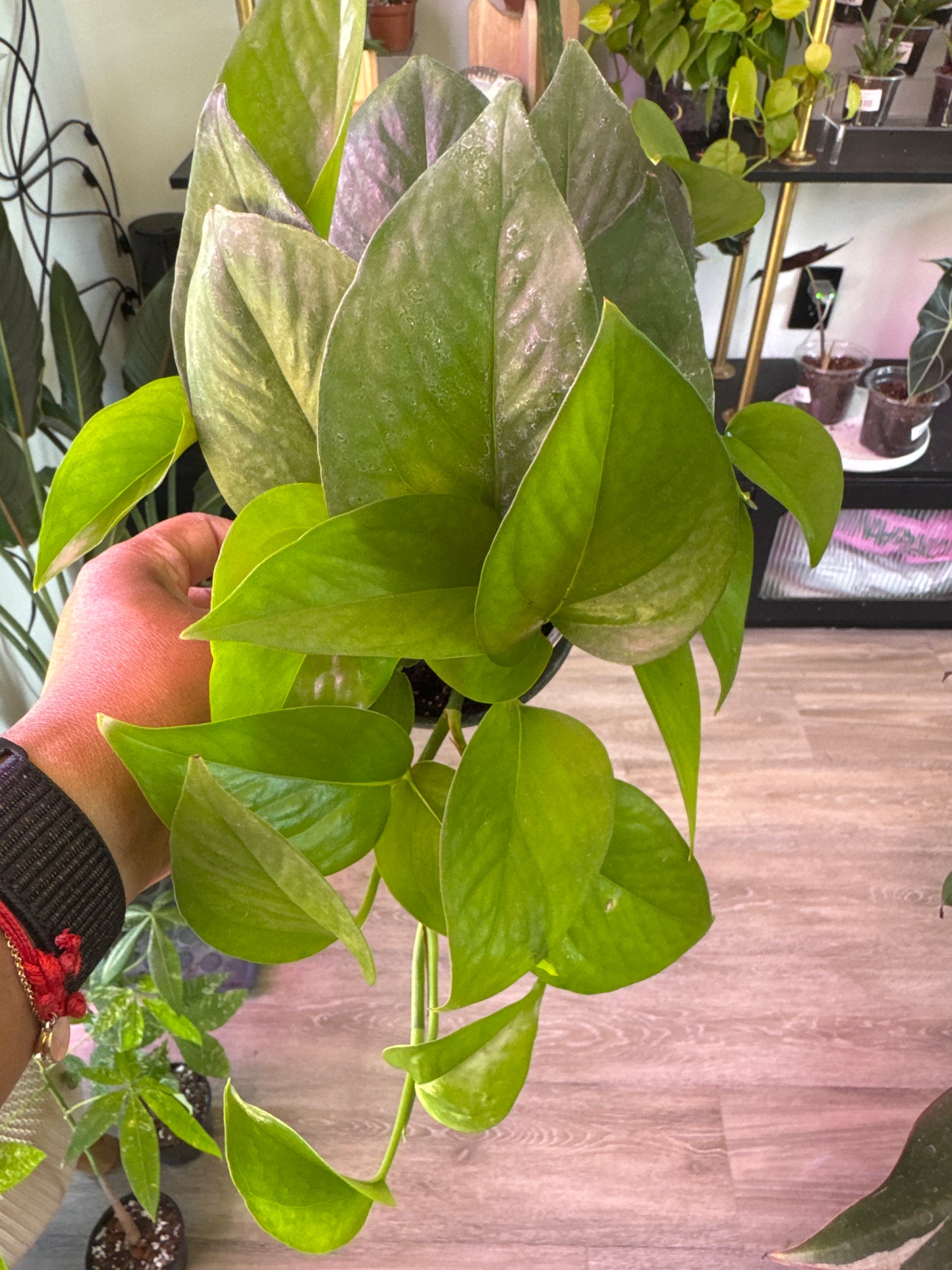 Pothos Jade