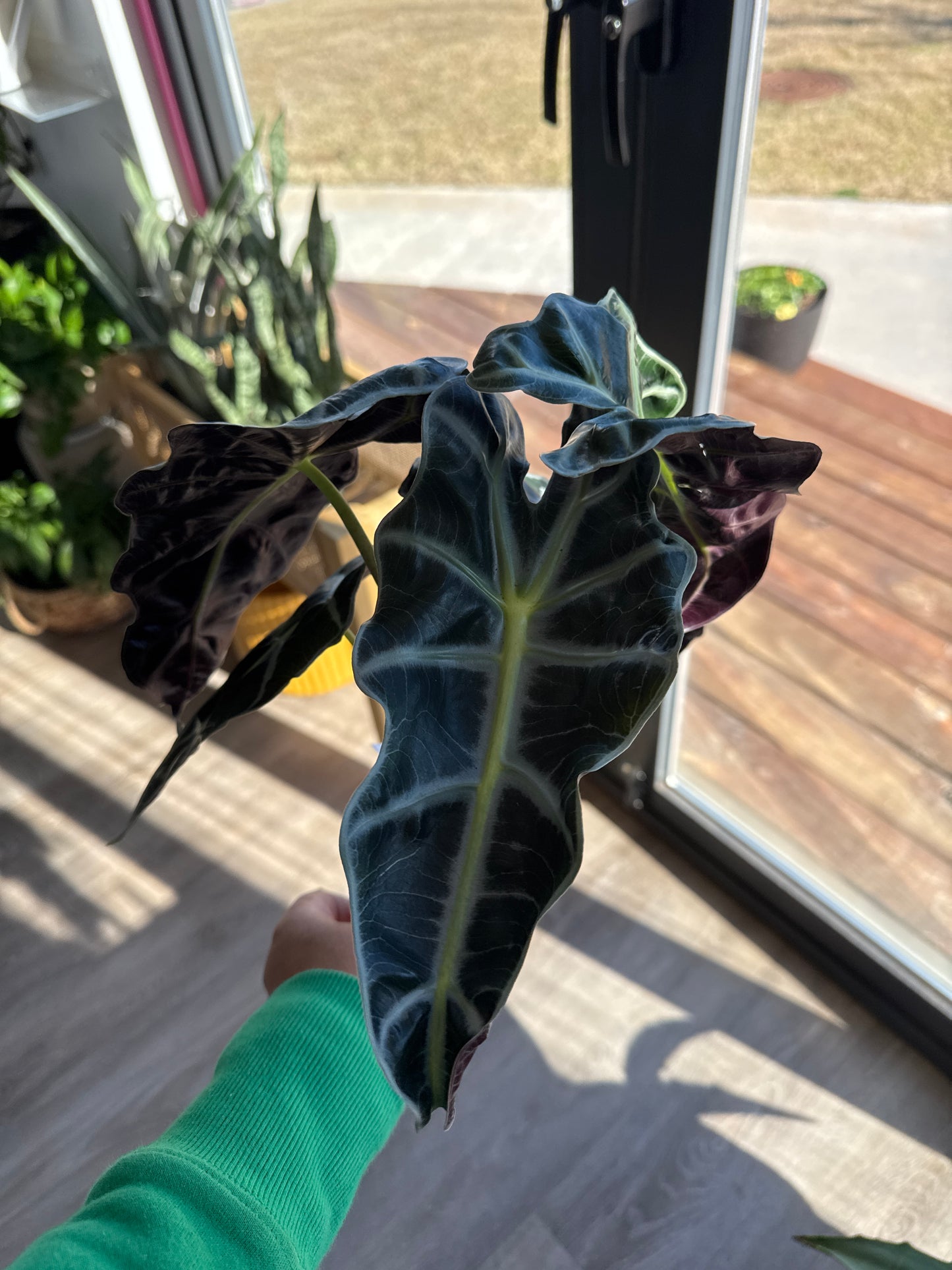 Alocasia African Mask