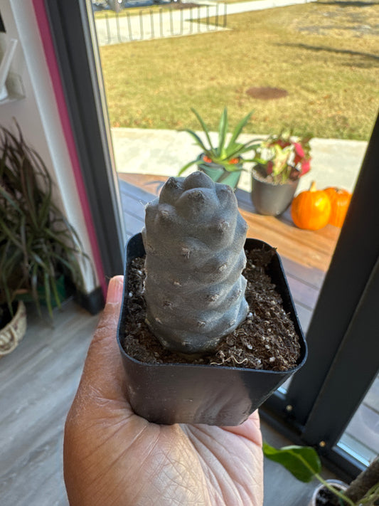 Pine Cone Cactus Tephrocactus Live Succulent, 2 inch