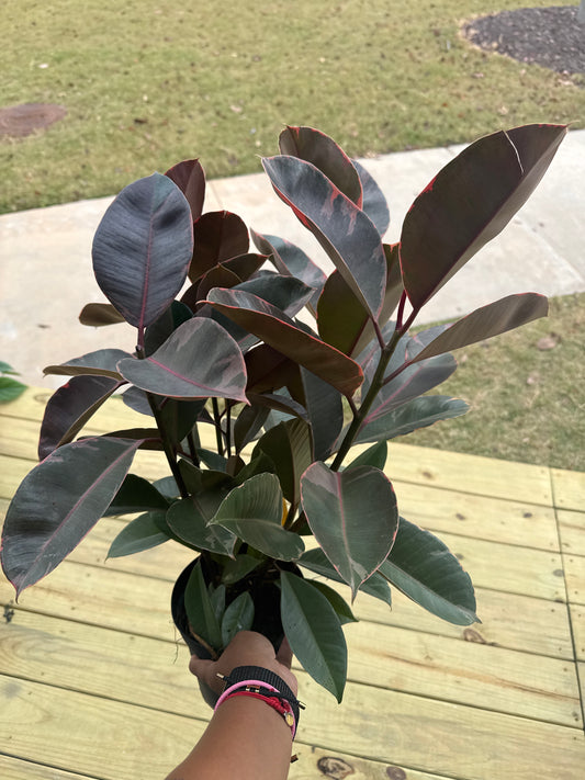 Ruby Red Rubber Tree