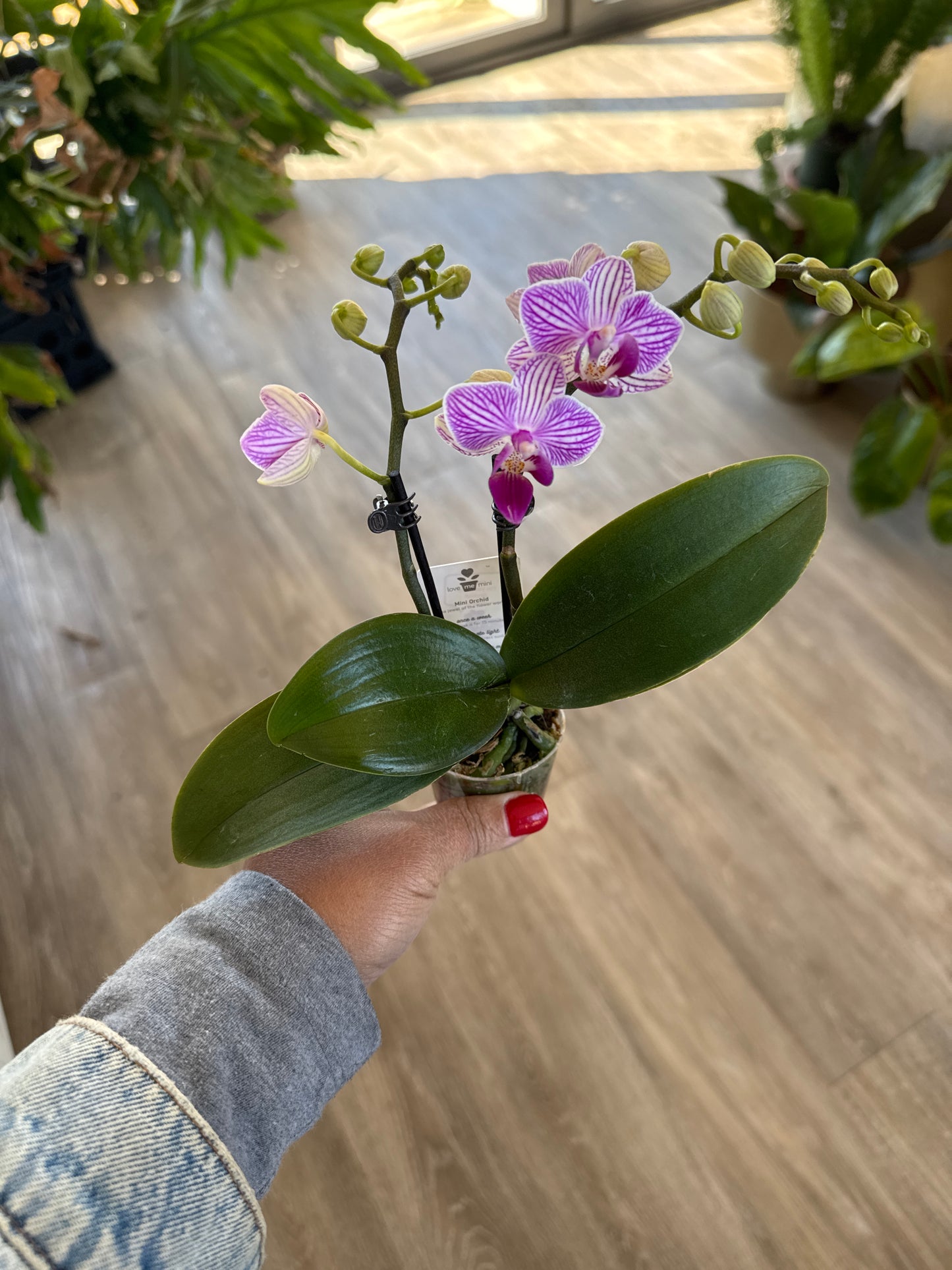 Mini Phalanopsis Orchid