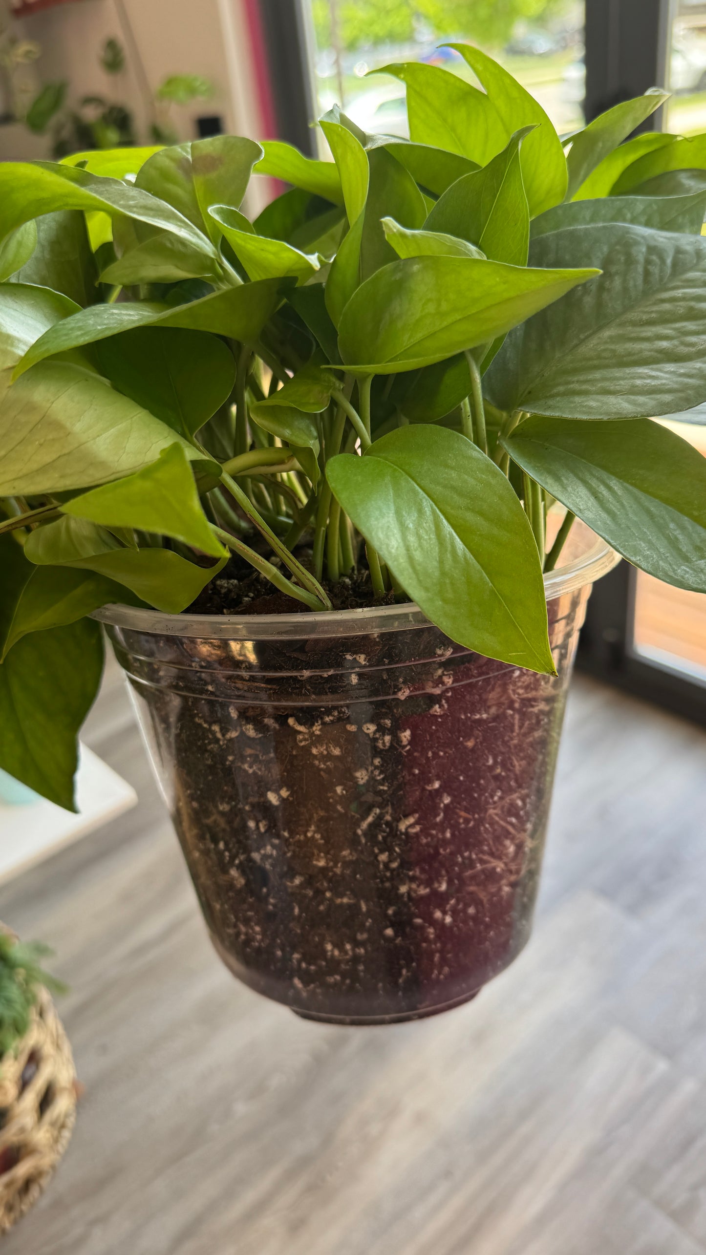 Pothos Jade