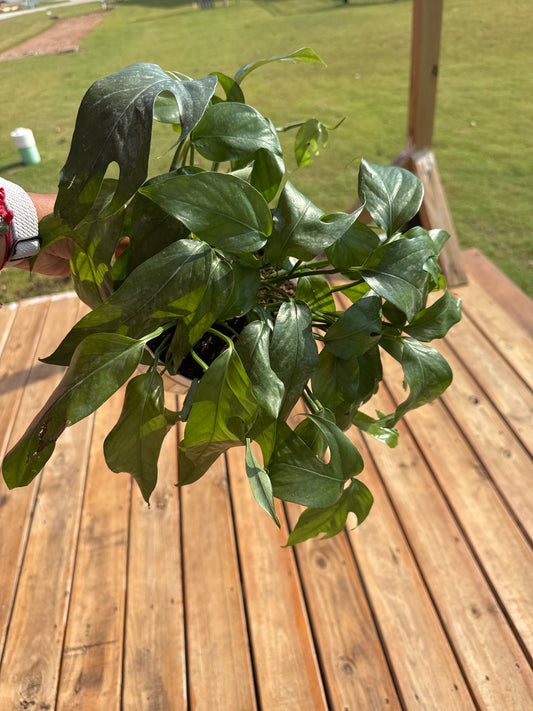 Baltic Blue Pothos