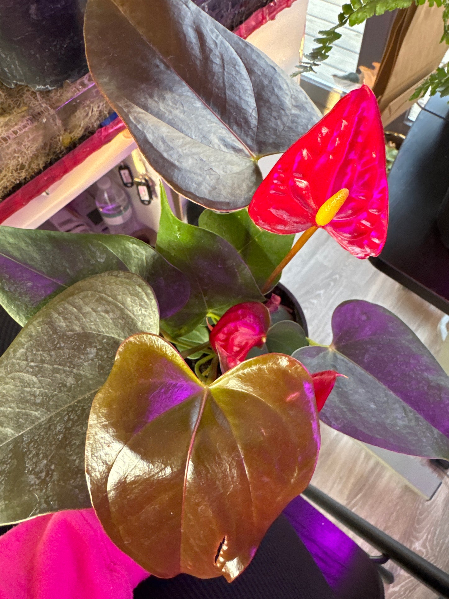 Anthurium