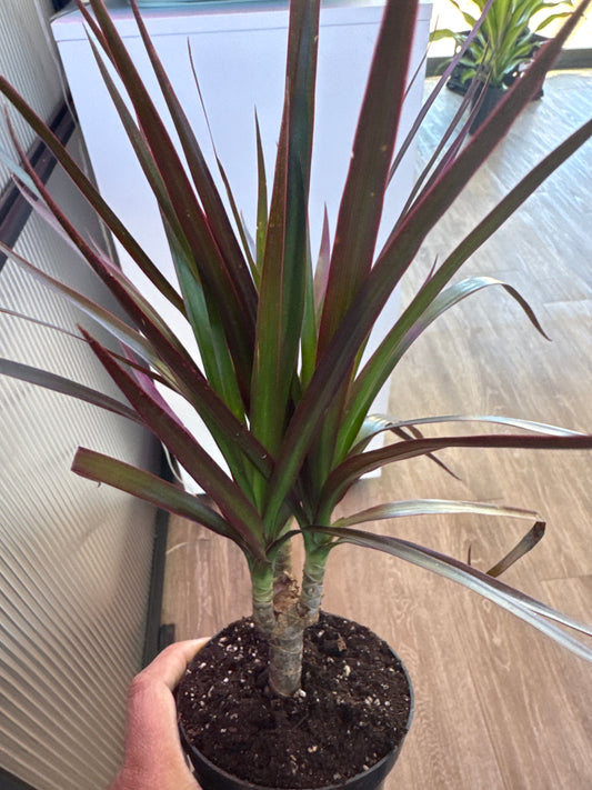 Dracaena marginata
