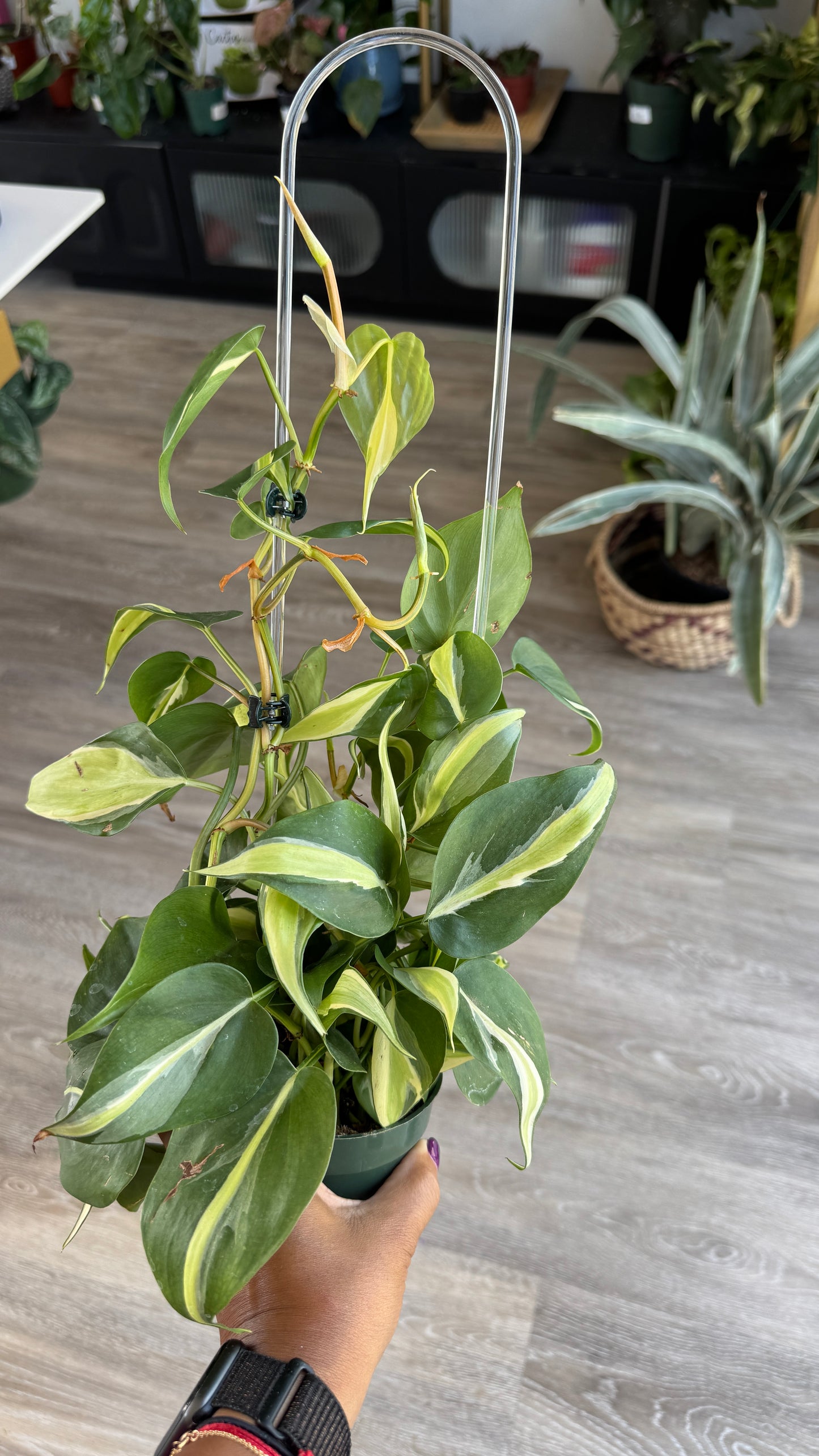 Philodendron Brasil