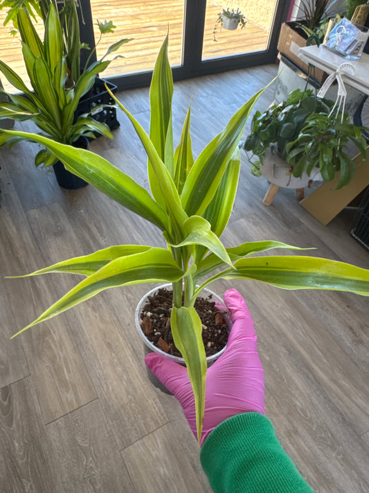 Dracaena fragrans 'Lemon Lime'