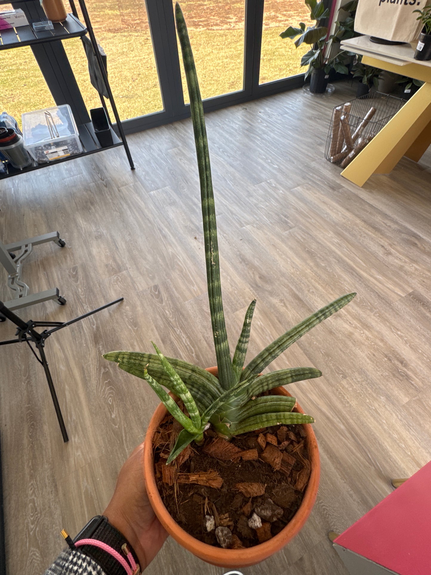 Sansevieria Starfish in Terracotta