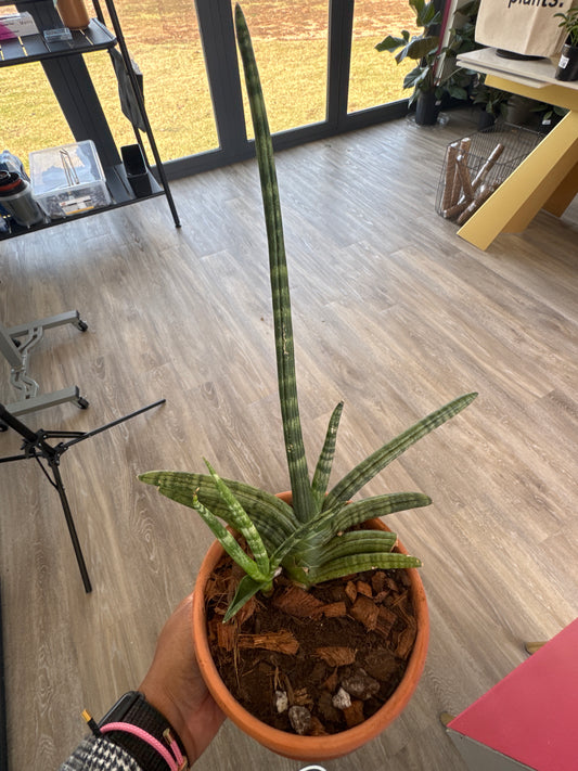 Sansevieria Starfish in Terracotta