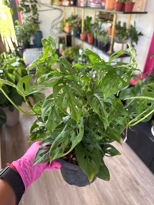 Monstera Adansonii Swiss Cheese