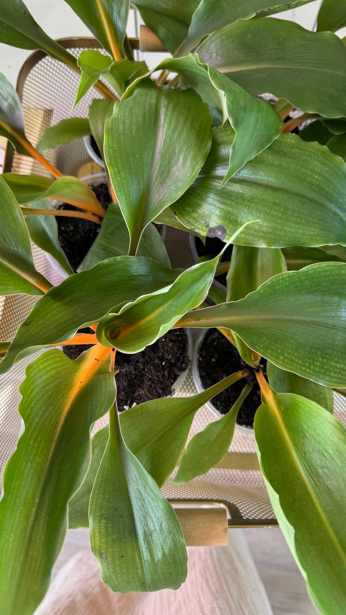 Mandarin Chlorophytum - 4"