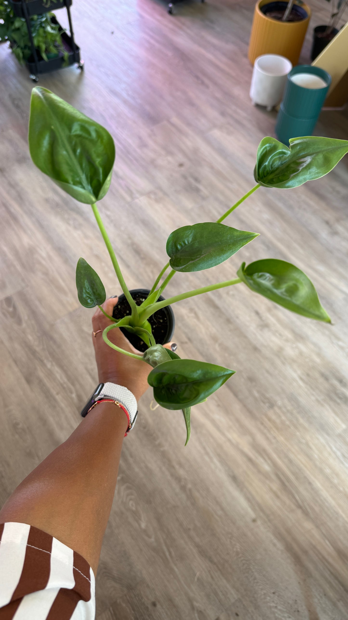 Alocasia Tiny Dancer