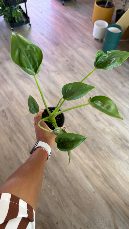 Alocasia Tiny Dancer