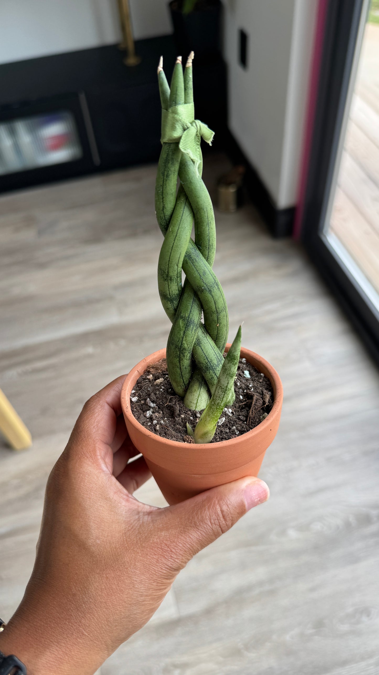 Braided Snake Plant