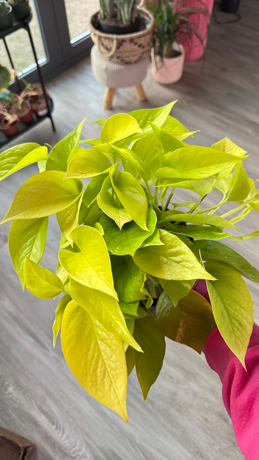 Pothos - Neon