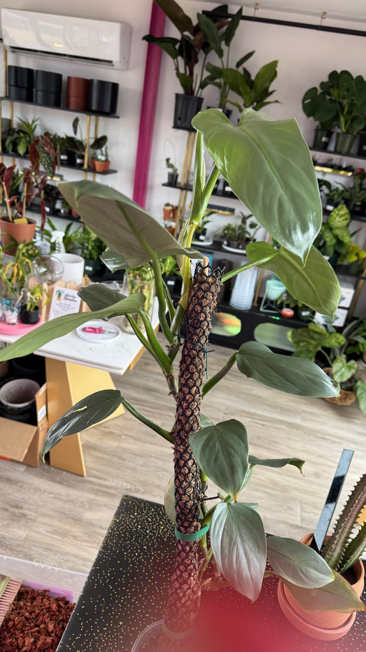 Philodendron Silver Sword