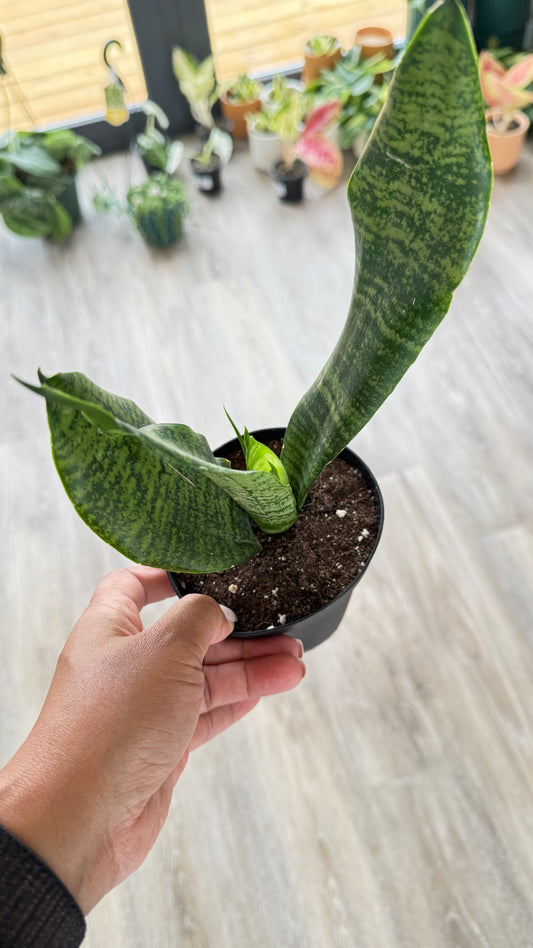 Sansevieria - black coral