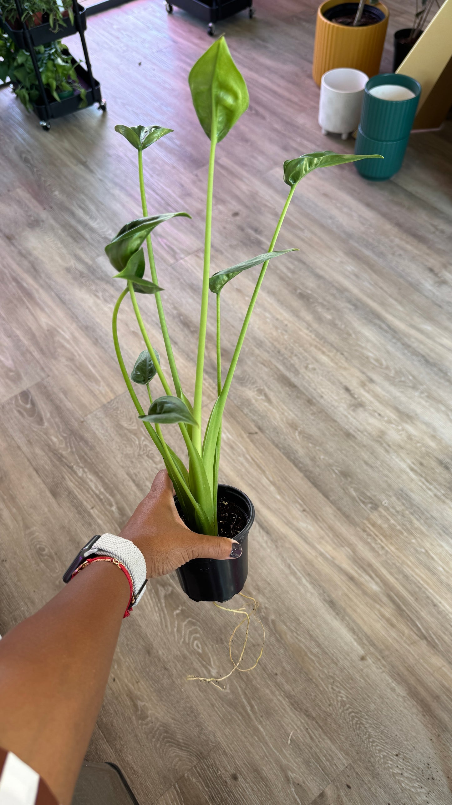 Alocasia Tiny Dancer