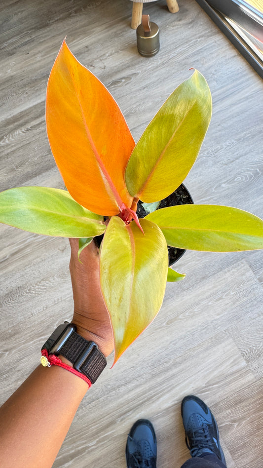 Philodendron Prince of Orange