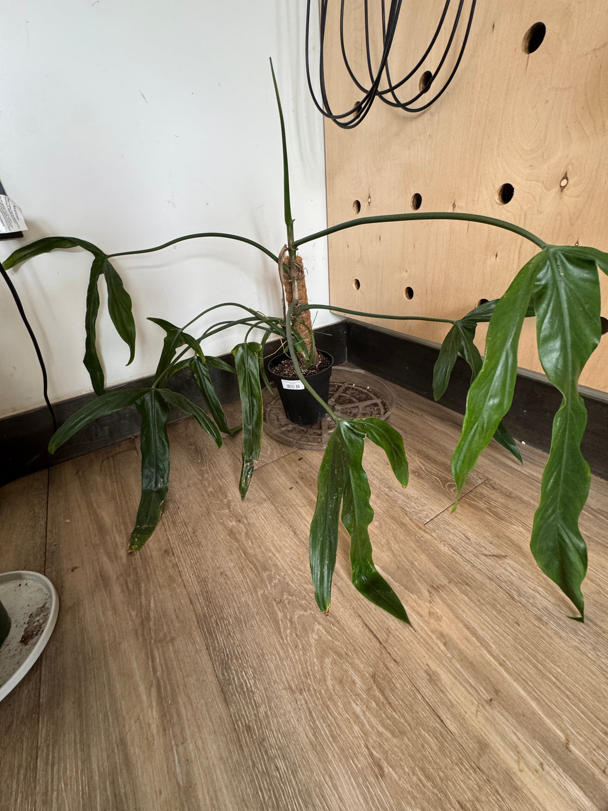 Philodendron Longilobatum