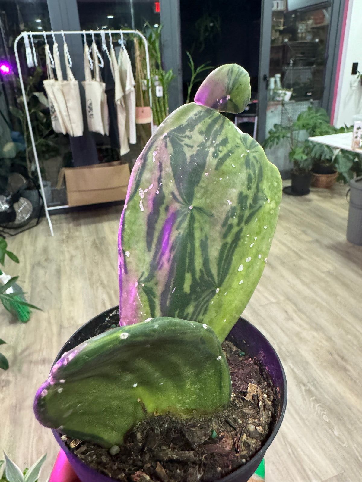 Variegated Prickly Pear Cactus