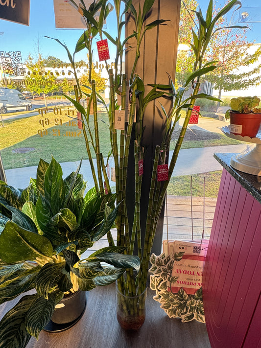 Lucky Bamboo
