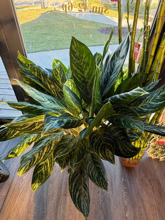 Aglaonema Golden Madonna 10"