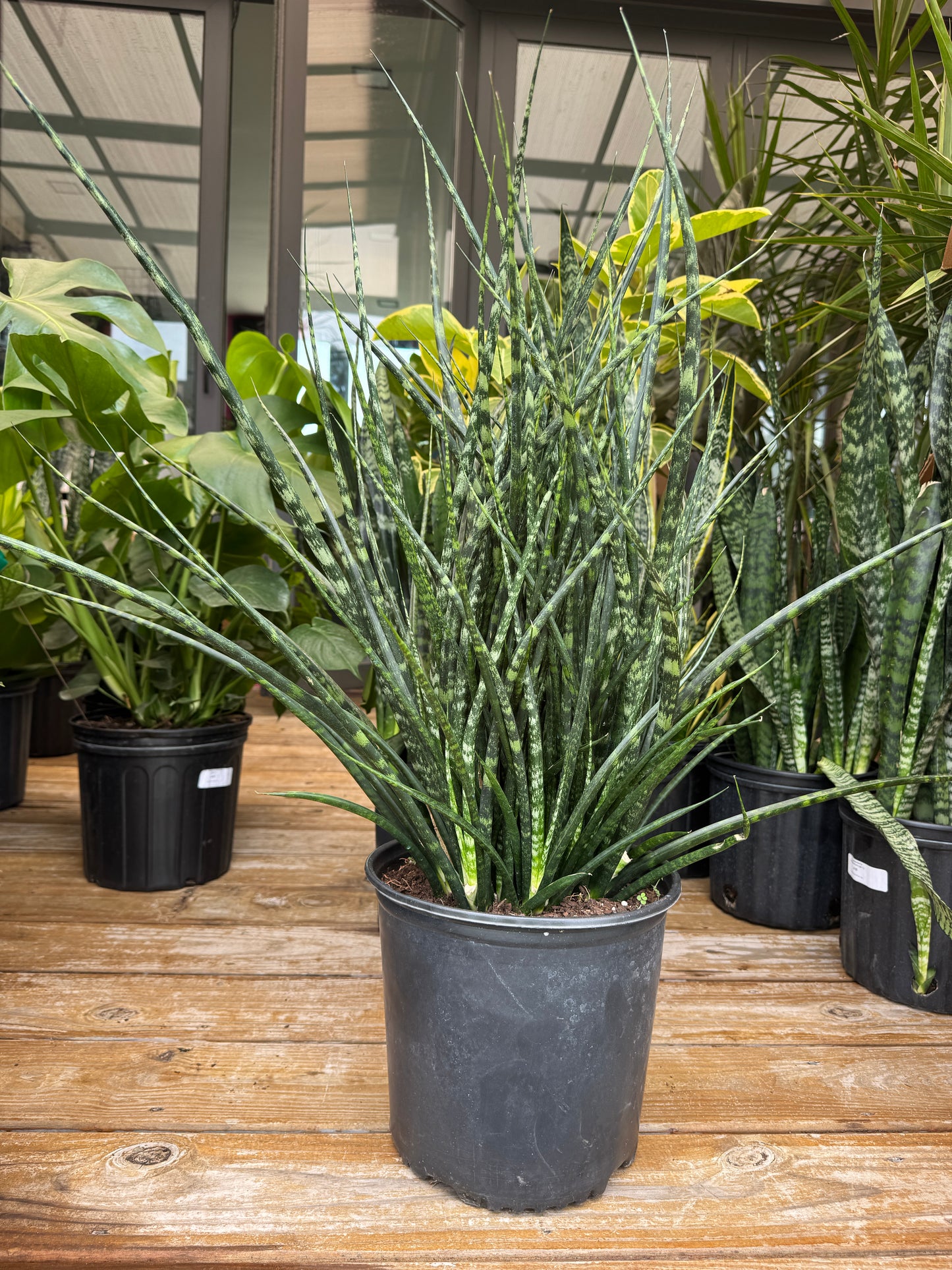 Sanseveria Fernwood Mikado