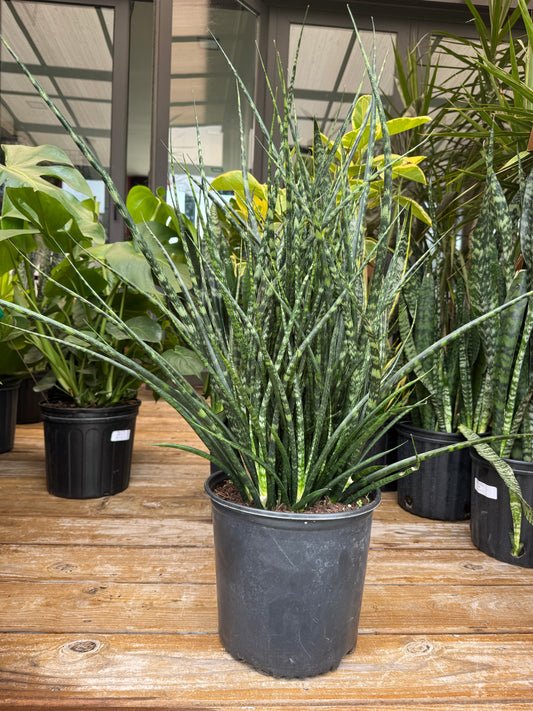 Sanseveria Fernwood Mikado