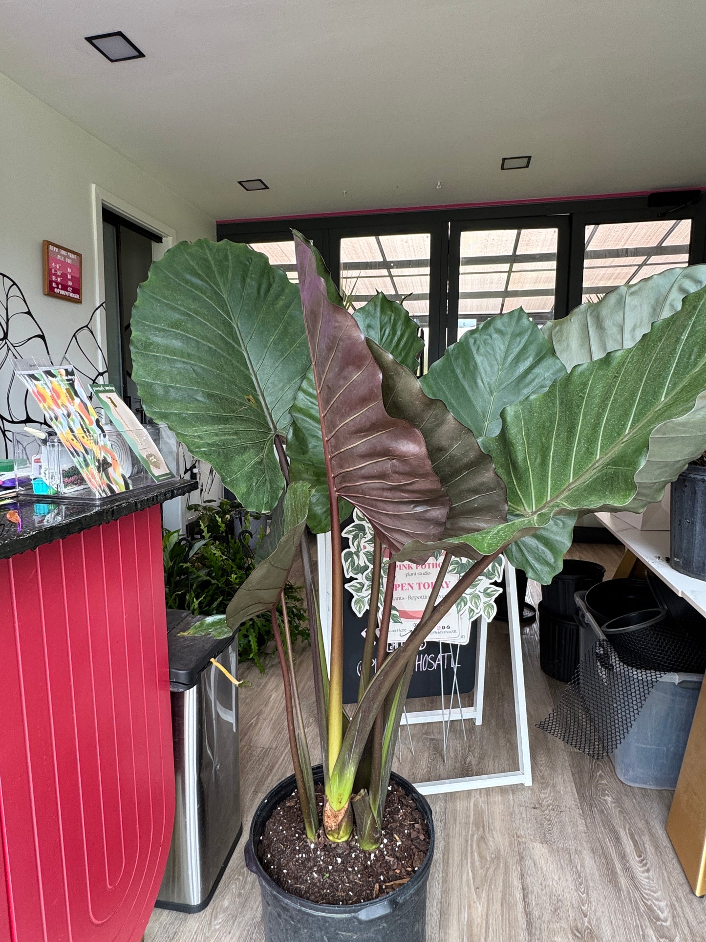 Alocasia Metal Head