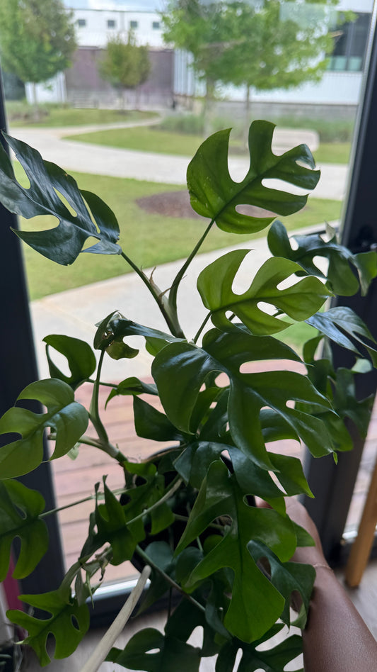 MONSTERA MINIMA 6-inch
