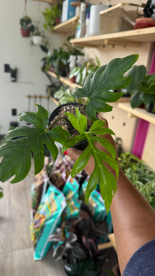 Alocasia Brancifolia