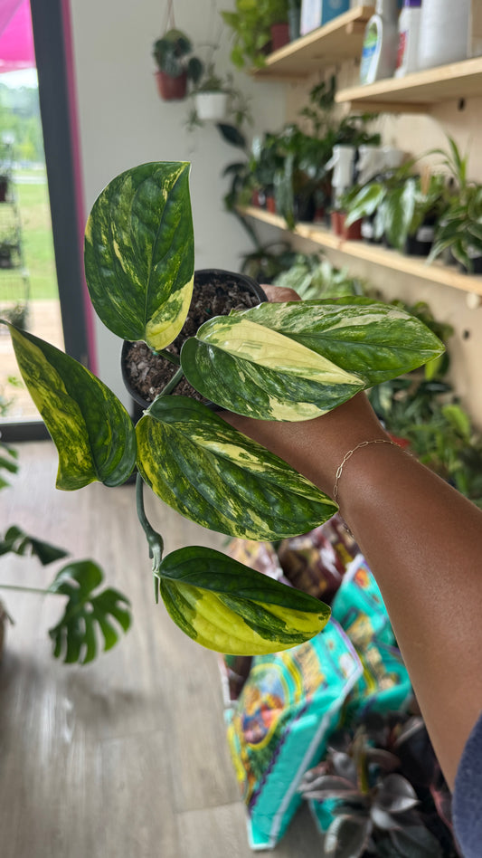 Monstera Peru Variegated