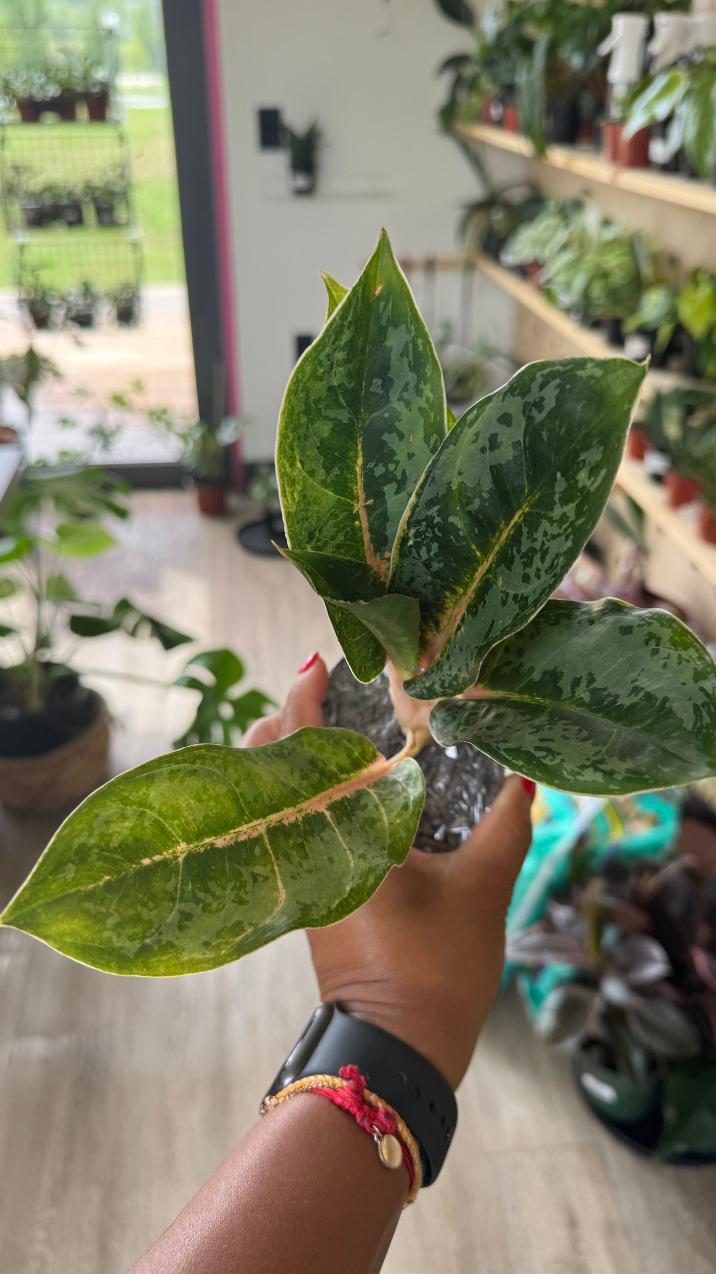 Aglaonema Donatello