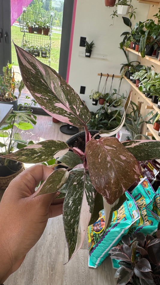 Philodendron Pink Princess Galaxy