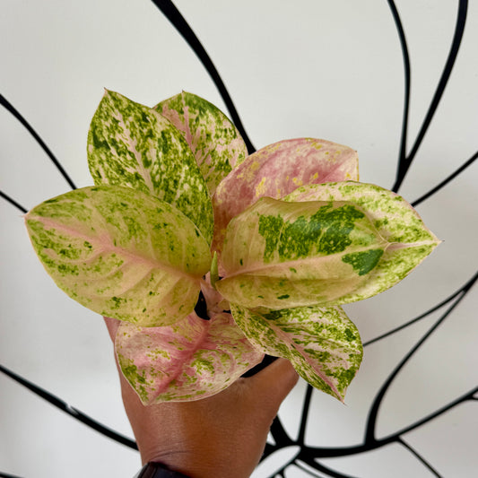 Aglaonema Pink Emerald
