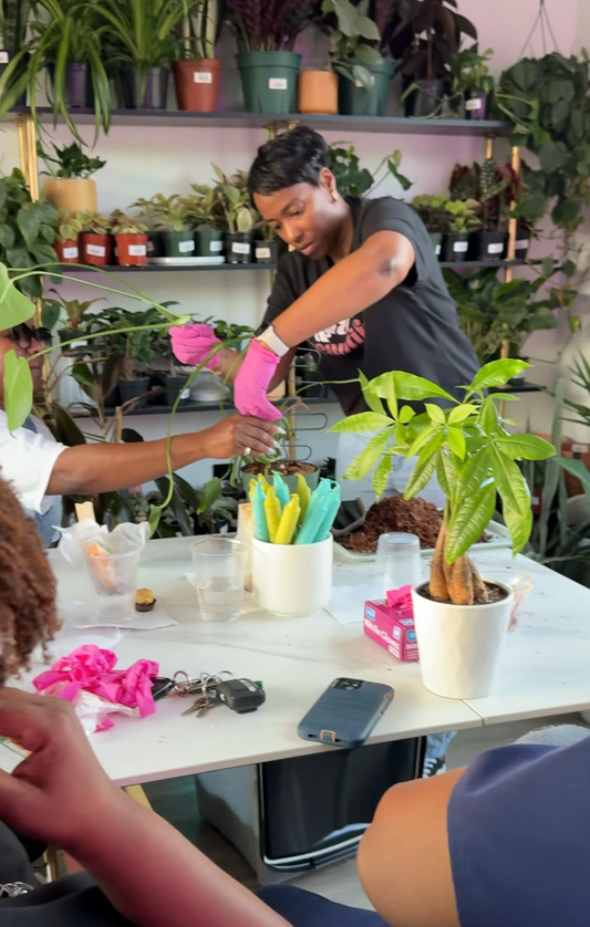 Pink Pothos After Hours: Plant Therapy