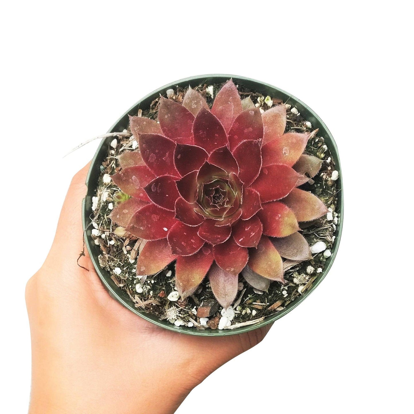 Sempervivum Red Lion - 2/4 inch Succulent Plant