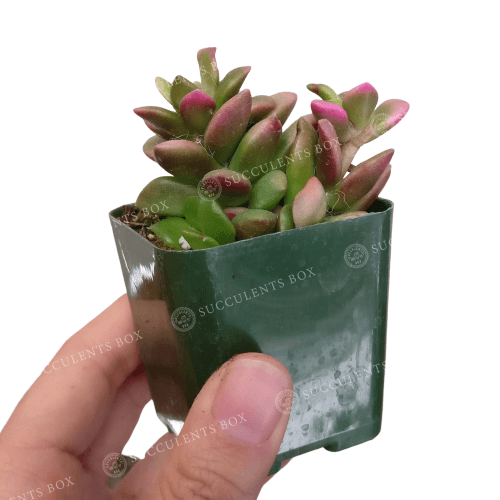 Anacampseros telephiastrum f. variegatum 'Sunrise' 2/4 in