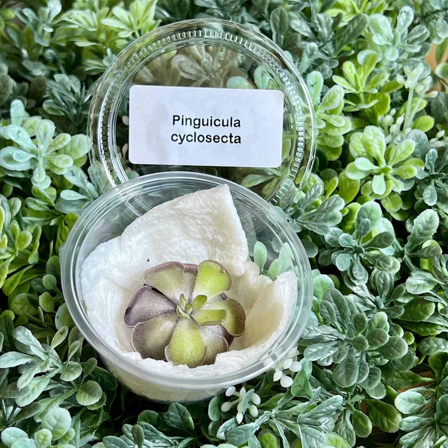 Pinguicula cyclosecta – Violet-Toned Butterwort (Plant Only)