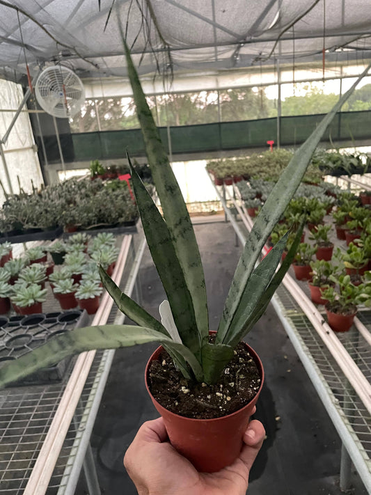 Snake 'Silver Princess' - 4"Pot