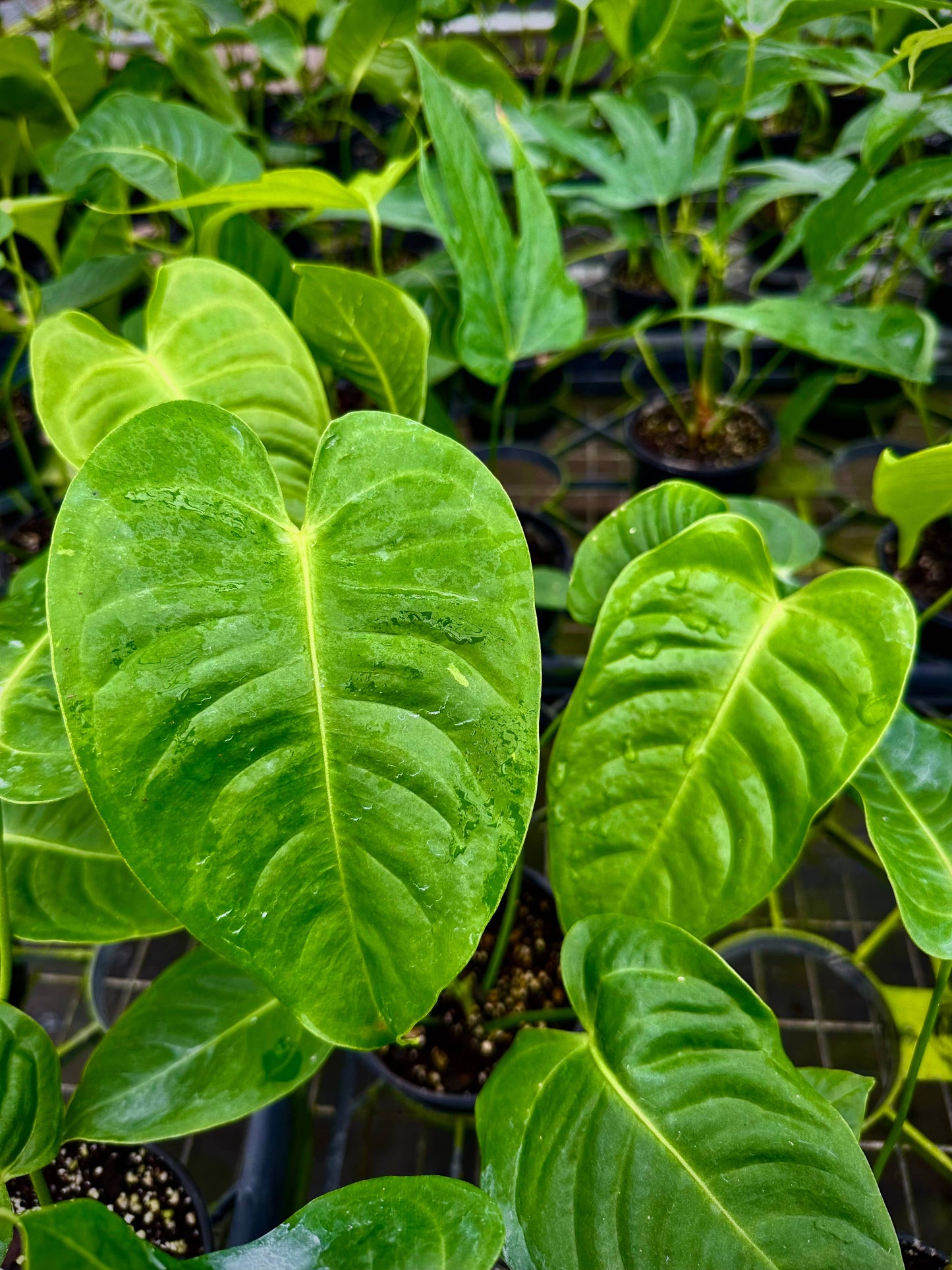 4" Anthurium Veitchii - King Veitchii