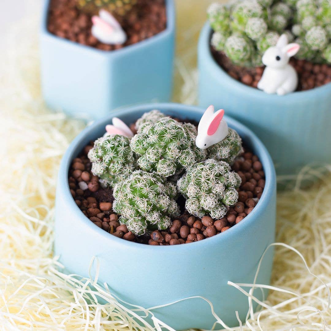 Thimble Mammillaria Cactus - Live Cactus in 2/4" Pot