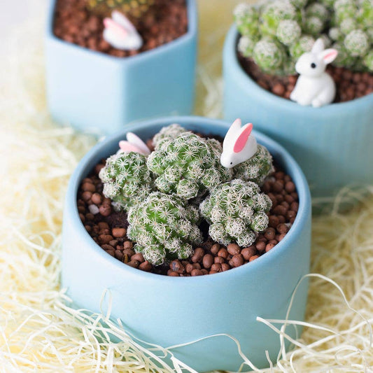 Thimble Mammillaria Cactus - Live Cactus in 2/4" Pot