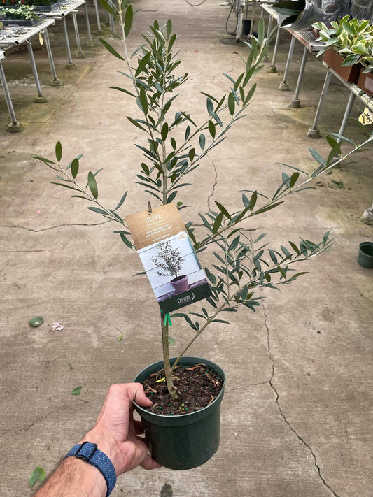 Common Olive Tree (Olea europaea) -