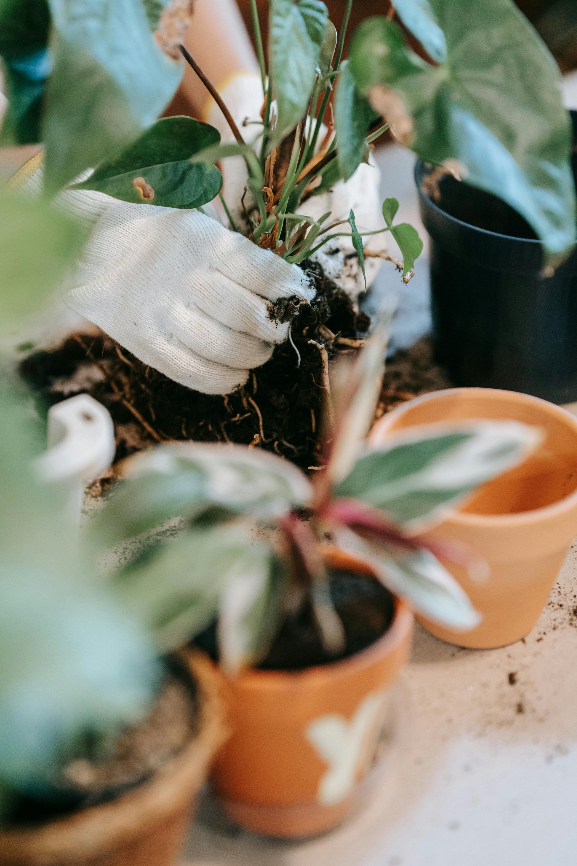 house plant repotting service In-Home Plant Care Services